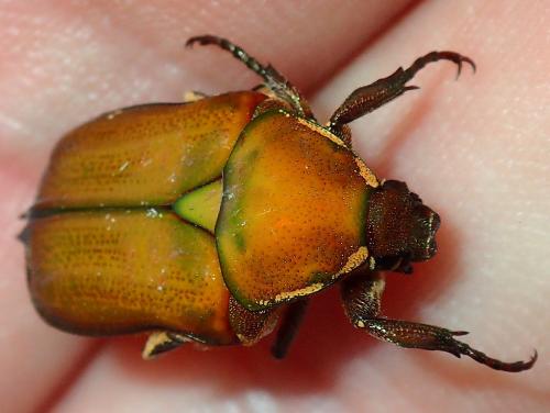 Cetoniinae